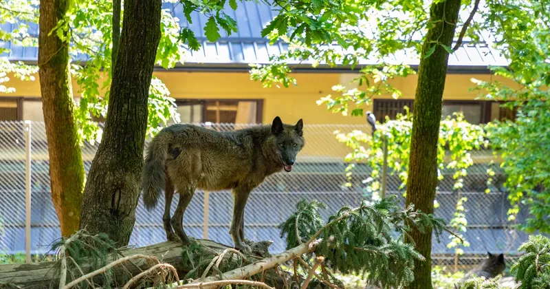 Kanadska volkulja v ZOO Ljubljana izkopala prehod in zapustila ogrado