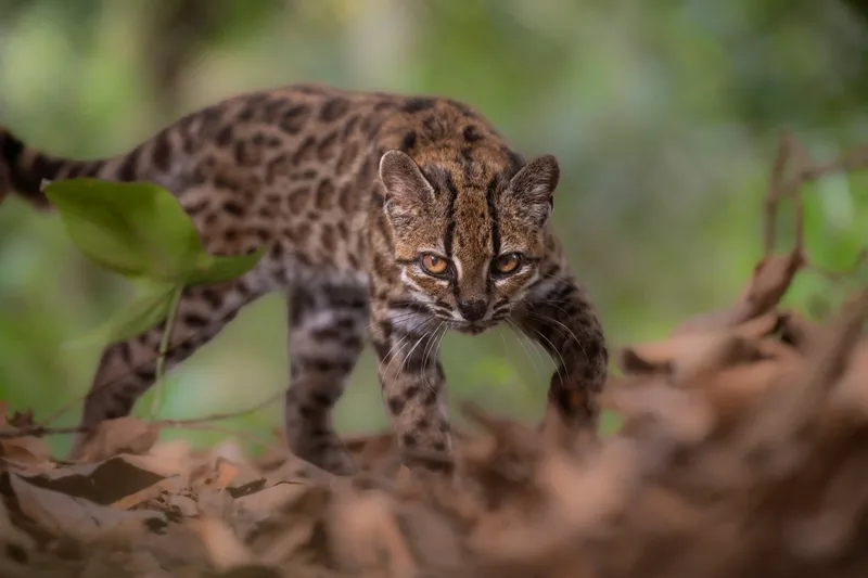 Znanstveniki z DNK potrdili novo vrsto divje mačke Leopardus tilcayo v Boliviji