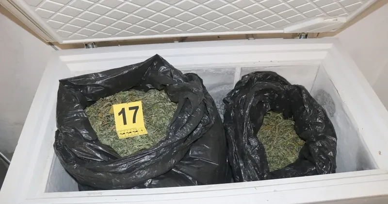 Policija v Bodoncih zasegla 86 kg konoplje in ovadila osem oseb