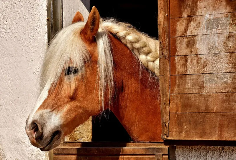 Veterinarska uprava opozarja na izbruh influence konj v Sloveniji