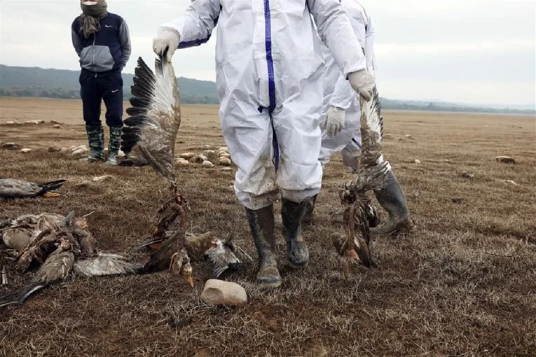 АХВ засилува надзор по два позитивни наоди кај птици