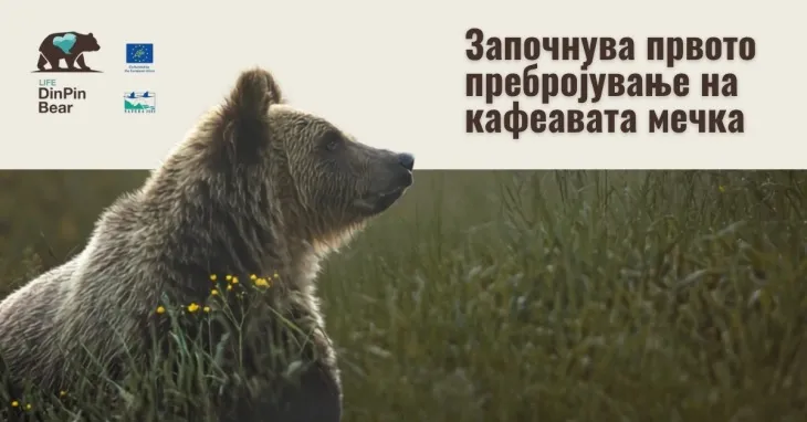 МЕД и МЖСПП започнаа прво национално генетско пребројување на кафеава мечка