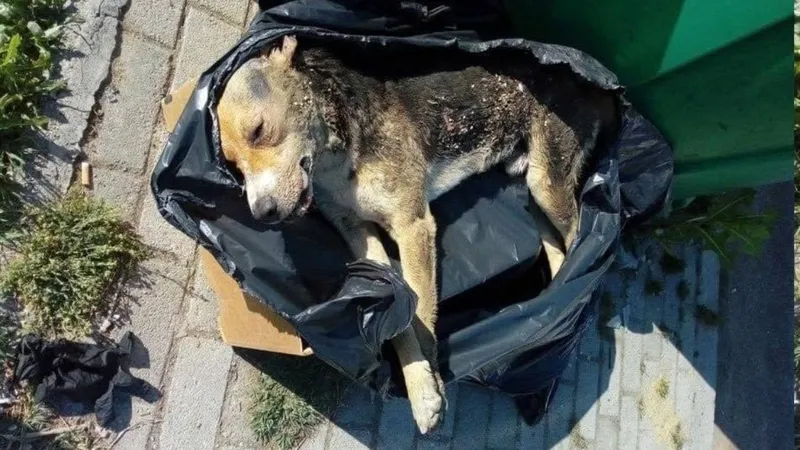 ЈП Лајка алармира за пронајден забранет отров Ланате на игралиште во Расадник