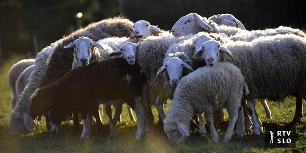 Veterinarska zbornica in UVHVVR zavračata očitke rejcev o dragem cepljenju