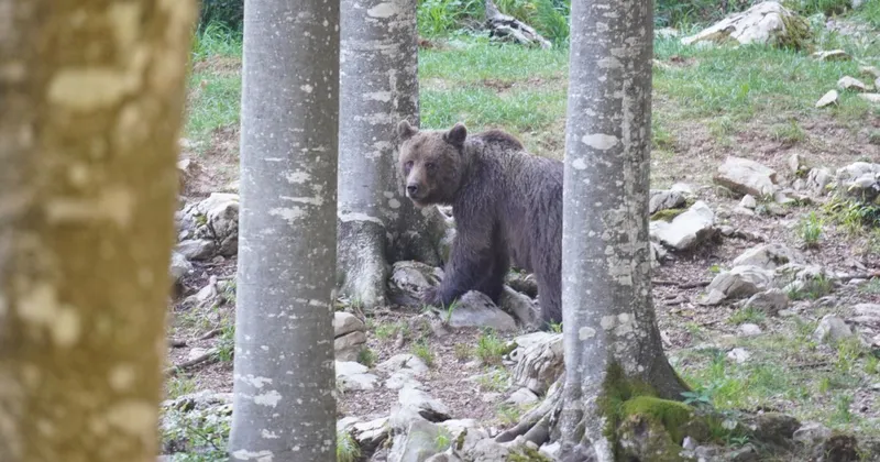 ZGS poziva k previdnosti pred medvedi in volkovi na Pohorju