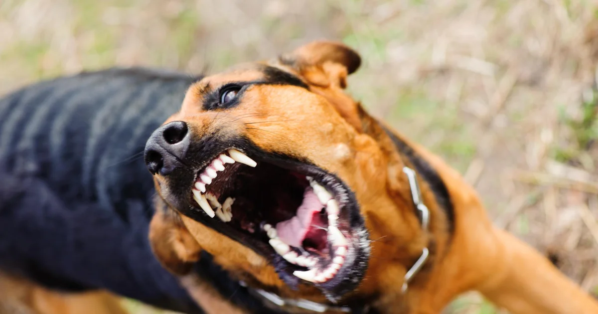 Napad na veterinarska inšpektorja v Žusterni med odvzemom psa