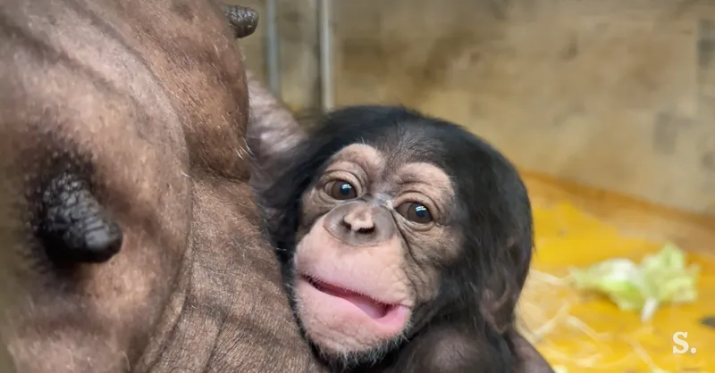 ZOO Ljubljana: Rojstvo in javna predstavitev šimpanza Toga
