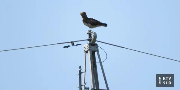 Kačarja Burjo je v Turčiji ubil električni udar daljnovoda