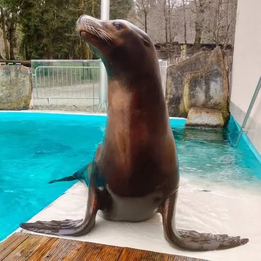 ZOO Ljubljana uspaval 21-letnega kalifornijskega morskega leva Jipa
