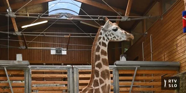 ZOO Ljubljana po 23 letih sprejel novo samico nubijske žirafe Pietruško