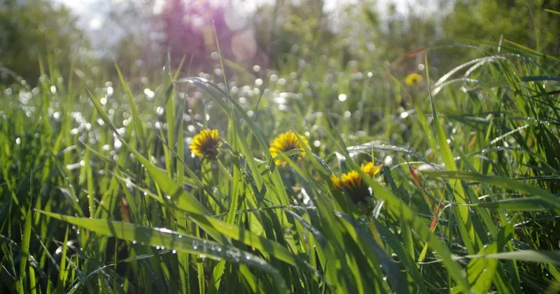Vremenska napoved za Slovenijo: Dež in tople temperature v prihodnjih dneh